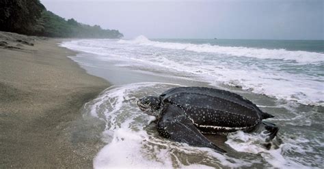 Trinidad Leatherback Turtle Migration Observation Getyourguide