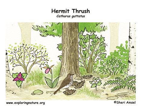 Thrush (Hermit)