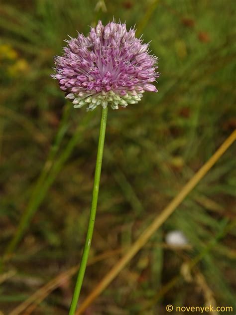 Image Collection Of Wild Vascular Plants Allium Guttatum