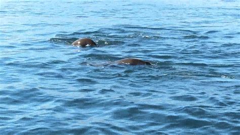 California Sea Lion Colony Isla Calavera Bahia De Los Angeles Baja