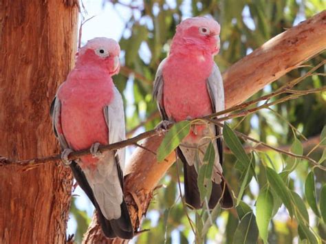 Cacatúa Rosa o Cacatúa Galah Belleza y Elegancia Tienda Loros