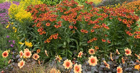 19 of the Best Flowering Companion Plants for Dahlias | Gardener’s Path