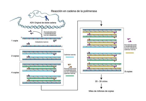 Capitulo Reacci N En Cadena De La Polimerasa By Direcci N De