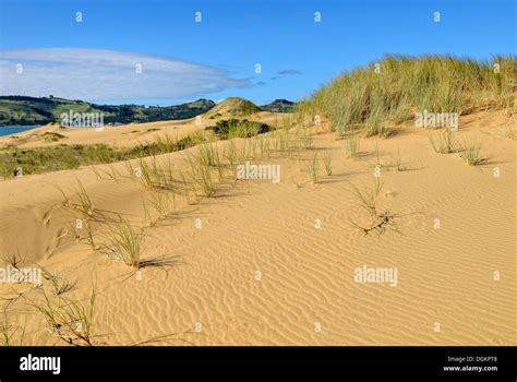 Sand dunes at Hokianga Harbour, Opononi, North Island, New Zealand ...