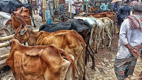 আজ ৩১ আগস্ট। কমদামে শুকনো হাড্ডিসার গরুর বাজার। হাড্ডিসার গরুর হাট