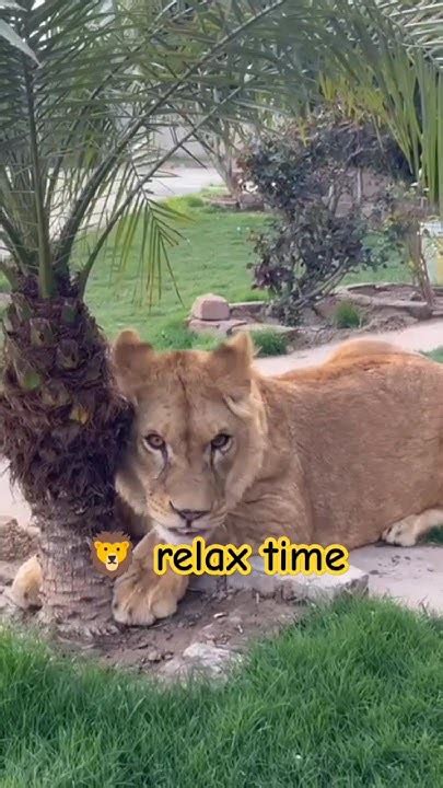 Loines Relax Time 🦁🤯👍 Tigeranimalsanimalsanimalsanimals Song