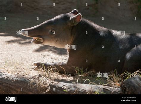 Baird’s Tapir. The tapir’s nose and upper lip are combined into a ...