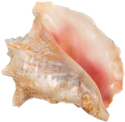 Conch Seashell 6 8 Imperfect Conch 1 Garden Quality Conch Shell