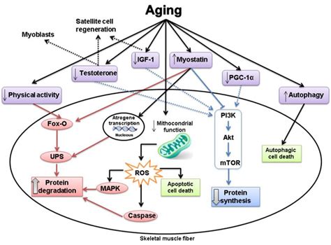 Skeletal Muscle Aging Influence Of Oxidative Stress And Physical