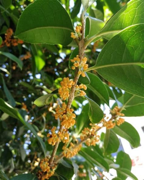 Osmanthus Flower Types, How to Grow and Care | Florgeous