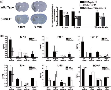 Genetic Kca Deletion And Pharmacological Blockade With Tram