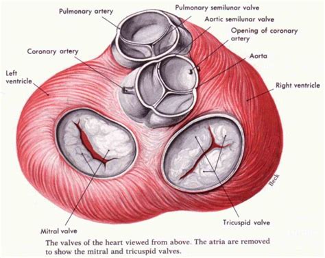 simple definitions and a labeled fullcolor illustration de Heart Valve ...