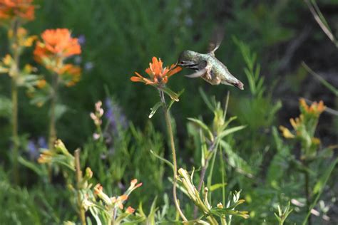 How To Attract And Help Hummingbirds With Native Plants WWF CA