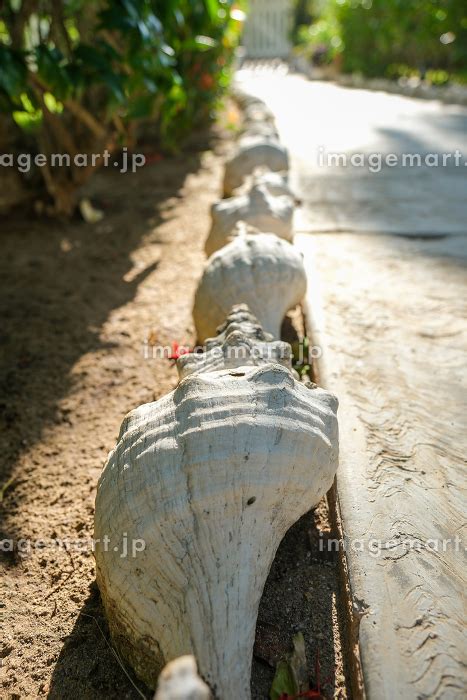 A long row of white conch shells lines a sidewalk in Mexico の写真素材