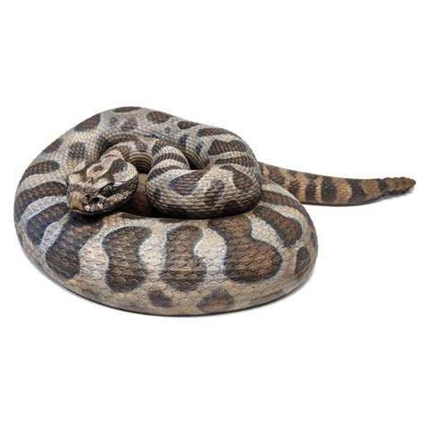 Massasauga Rattlesnake (Sistrurus catenatus) 3D-printable files - Savi Made