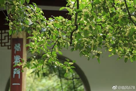 杭州满陇桂雨已经是桂花飘香满地金黄喝茶赏桂的时光 满陇桂雨 桂花 喝茶 新浪新闻