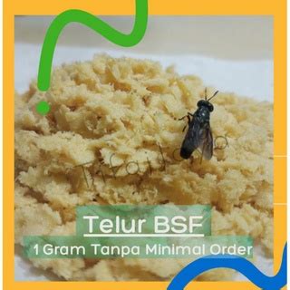 Jual Telur Maggot Magot Lalat Bsf Indukan Super Terbaik Shopee Indonesia