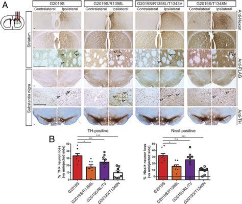 Ad5 G2019S LRRK2 Induces Dopaminergic Neurodegeneration In A