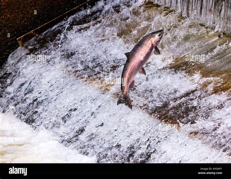 Chinook Salmon Fish Scales Hi Res Stock Photography And Images Alamy