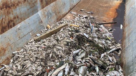 Red tide cleanup scoops up thousands of dead fish in Pinellas Co.