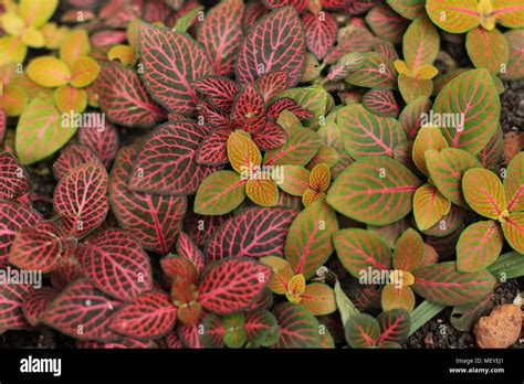 Light Pink And Light Green Leaves Of Nerve Plant Fittonia Stock Photo