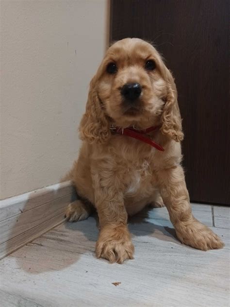 Cocker Spaniel Szczeniak Gotowy Do Odbioru Gostynin Olx Pl