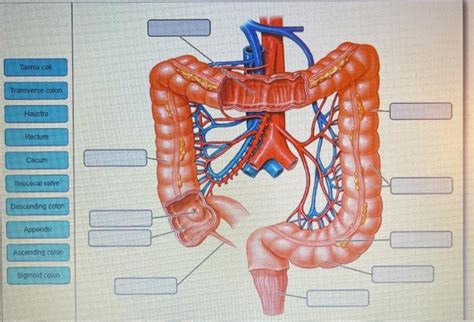 Solved Taenia Coli Transverse Colon Haustra Rectum I Cecum