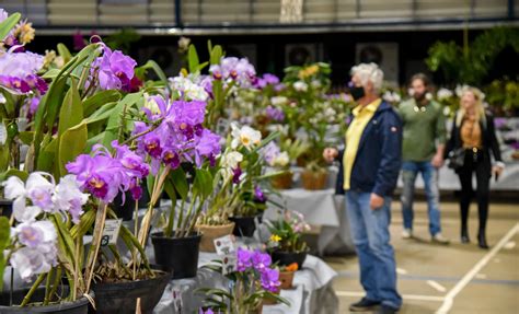 77ª Exposição Nacional de Orquídeas será neste final de semana em Rio