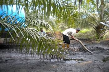 Pelatihan Pengelolaan Limbah Kelapa Langkah Awal Menuju Keberlanjutan