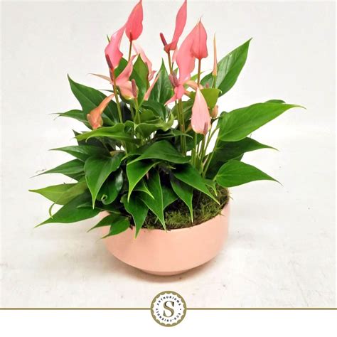 Anthurium LILLI Plant Wholesale FlorAccess