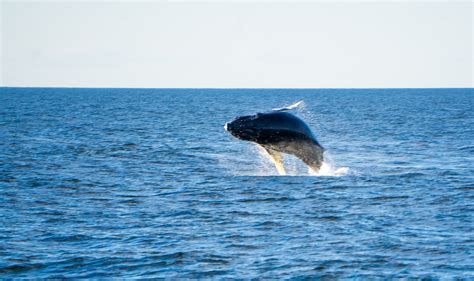 Humpback Whale Ocean - Free photo on Pixabay - Pixabay