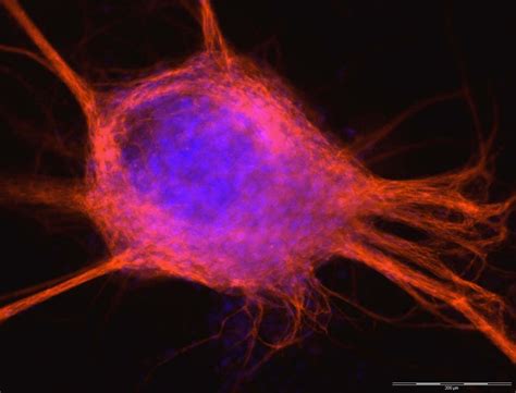 Embryonic Stem Cells Morphology Wiley Analytical Science