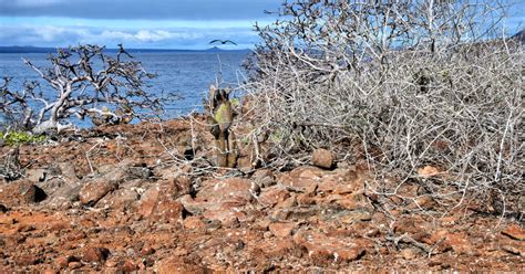 Introduction to North Seymour in Galápagos, EC - Encircle Photos