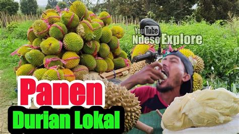 Panen Durian Lokal Masak Pohon YouTube