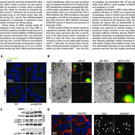 Nutrient depletion suppresses autophagy in β cells A LC3BGFP puncta