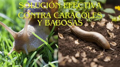 Cómo eliminar las babosas del jardín de forma ecológica y eficiente