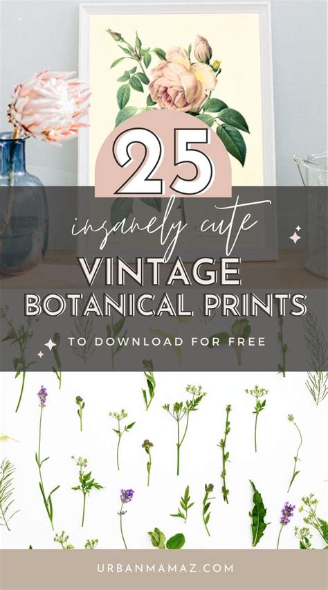 Free Vintage Botanical Prints Gorgeous Printables Vintage