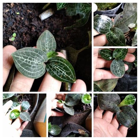 Jual Anggrek Permata Jewel Orchid Macodes Shopee Indonesia