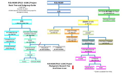 Family Tree DNA - R1b-M269 (P312- U106-) DNA Project - Background ...