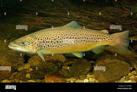 Trucha de lago salmo trutta lacustris fotografías e imágenes de alta