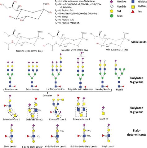 Chemical Structures And Masses In Hydrolysed Form Of The Most Common Download Scientific