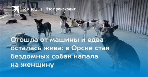 Отошла от машины и едва осталась жива в Орске стая бездомных собак