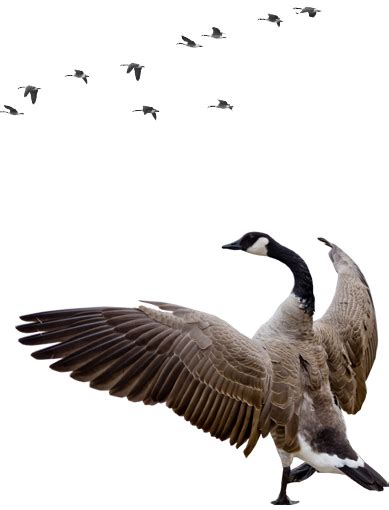 Collection Of Goose Png Pluspng