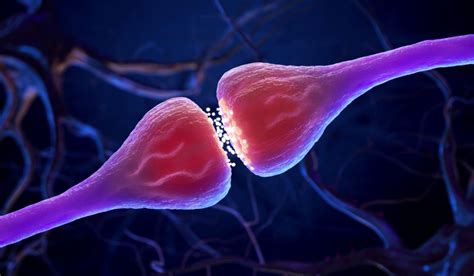 Ista Neuronal Insights Flash And Freeze Fracture