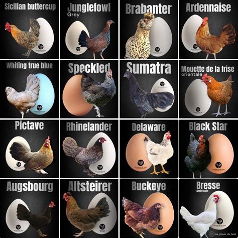 The Different Types Of Chickens Are Shown In This Image And Each Has