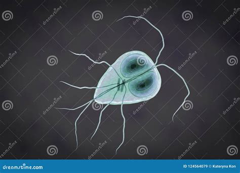 Giardia Intestinalis Protozoan Stock Illustration 49 Off