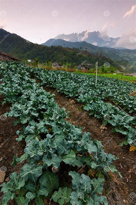 Cabbage Vegetable Field With Mount Kinabalu At The Background In Kundasang Sabah Malaysia