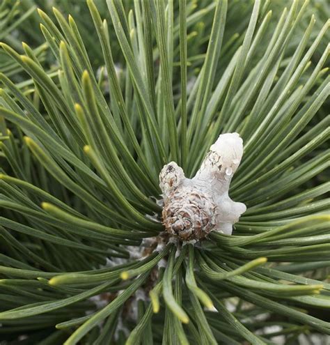 Pinus Mugo Ssp Uncinata La Cabana Nr 384 Hakenkiefer