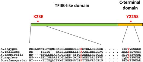 Figure From Humanized Drosophila Model Of The Meier Gorlin Syndrome