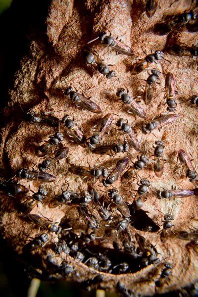 ᐈ Wasp Nest Stock Pictures Royalty Free Wasps Nests Photos Download On Depositphotos®